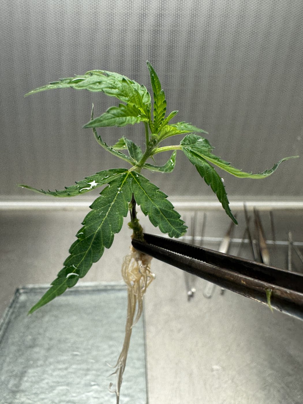 A rooted tissue culture plantlet held in forceps at the mthrshp lab